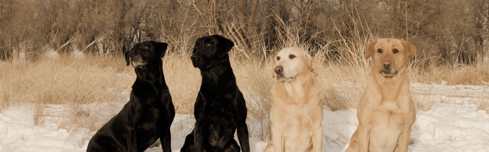 Frequently Asked Questions About Pheasant Hunting