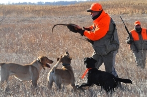SD Pheasant Hunting Guides & Dogs