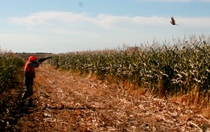 Guided Pheasant hunting in SD