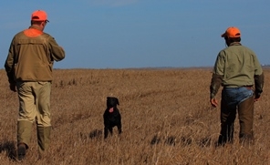 Building A Bond With Your Dog