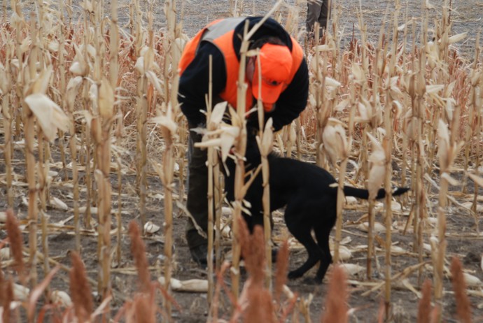 Wagon Wheel Ranch - The Hunting Dogs Photo 11