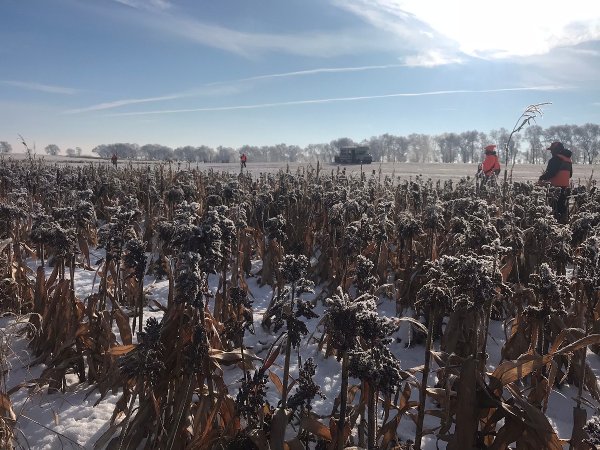 Pheasant Hunting SD