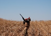 Pheasant Hunts